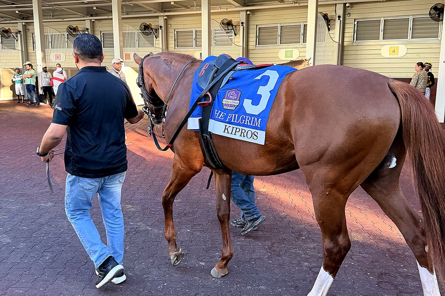 Kipros saddling for the Pilgrim